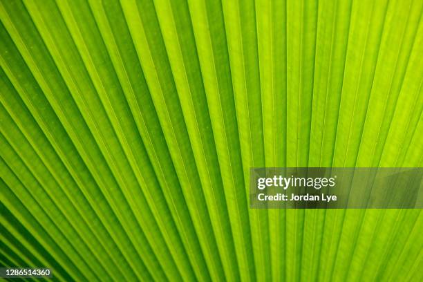 close-up of licuala orbicularis leaves - malaysia pattern stock pictures, royalty-free photos & images