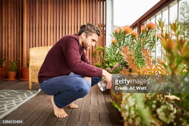 man taking care of the plants - plant stock pictures, royalty-free photos & images