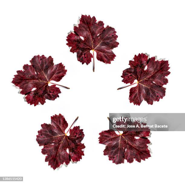 full frame, close-up of grapevine with dry leaves in autumn forming a circle on a white background. - grape leaf stock pictures, royalty-free photos & images