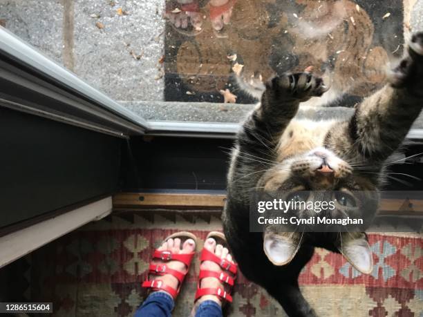 tabby cat stretching up to his human - schuhe frau von oben stock-fotos und bilder