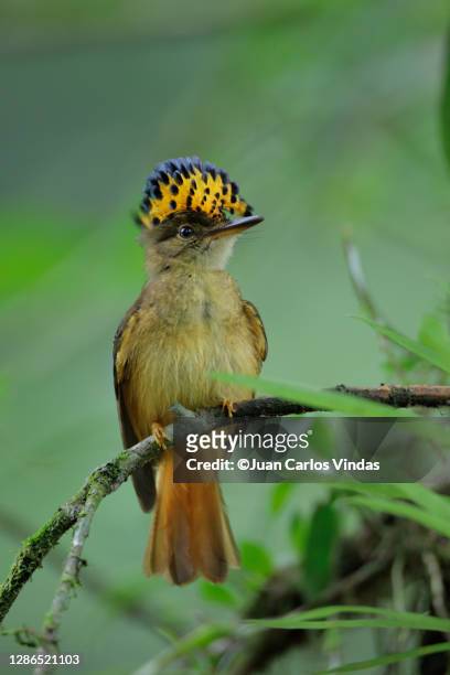 royal flycatcher - flycatcher stock pictures, royalty-free photos & images