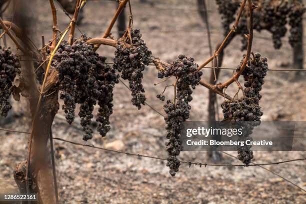 fire damaged grapes - forest fire close up stock pictures, royalty-free photos & images