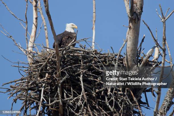 bald eagle nest against blue sky - eagle nest stock-fotos und bilder