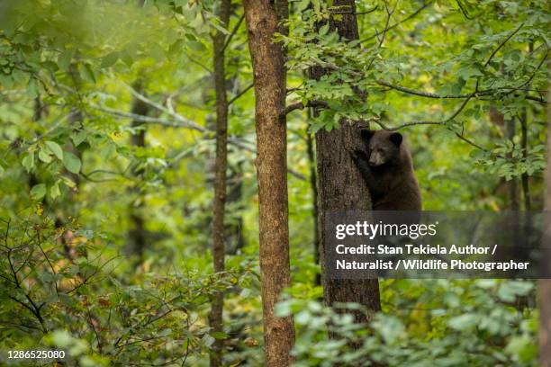 black bear cub in tree taken in spring - minnesota forest stock pictures, royalty-free photos & images