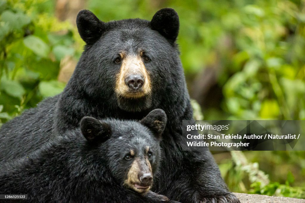 American Black Bear sow and cub together