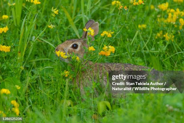 Mn Native Rabbits Minnesota Wildlife Photos and Premium High Res Pictures - Getty Images
