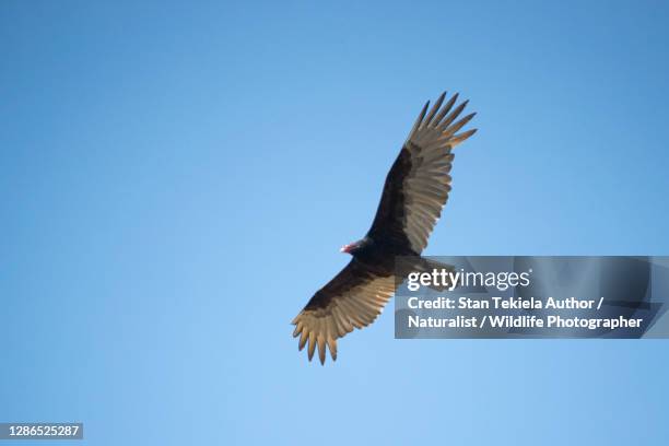 Vulture In Flight 571 Turkey Vulture In Flight Stock Photos, High-Res Pictures, and ...