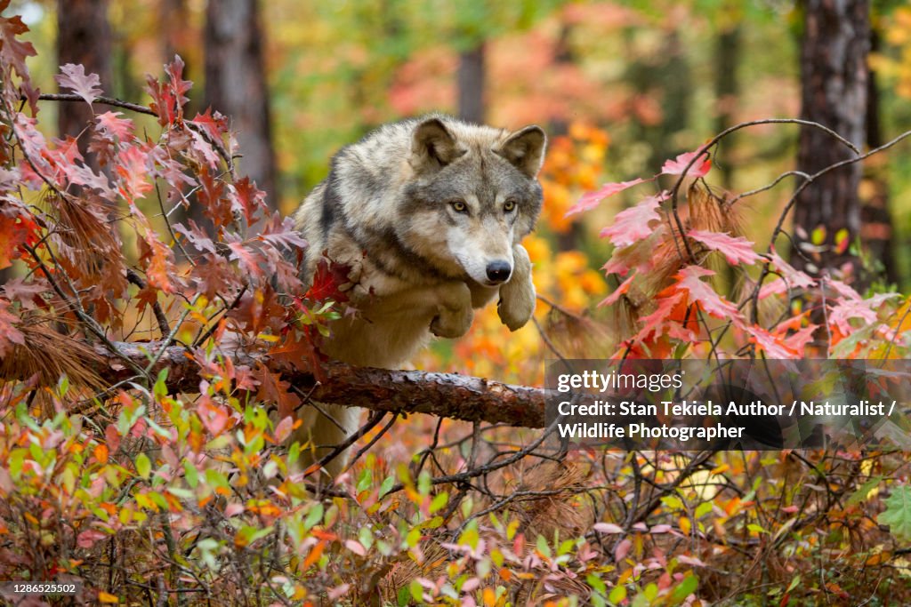 Gray Wolf jumping over log in autumn colors, fall forest