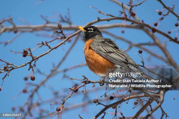 american robin in winter blue sky - robin fotografías e imágenes de stock