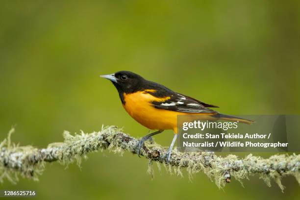 baltimore oriole male on lichen covered branch - oriole stock pictures, royalty-free photos & images