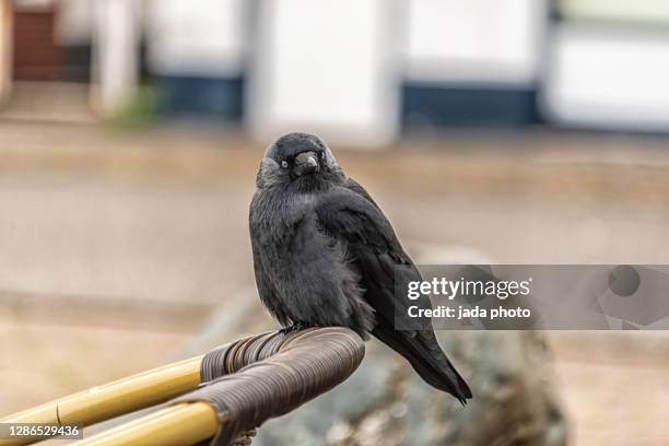 black crow sits on the edge of a wicker chair - rook - fotografias e filmes do acervo