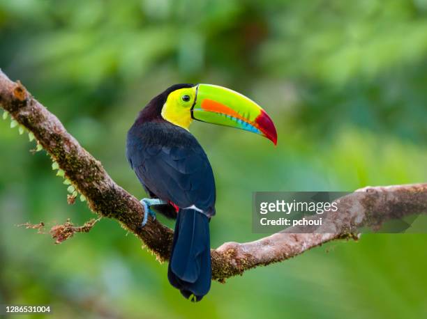 keel-billed toucan in the wild - costa rica toucan stock pictures, royalty-free photos & images