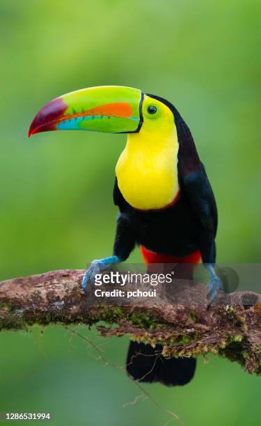 keel-billed toucan in the wild - rainforest animal stock pictures, royalty-free photos & images