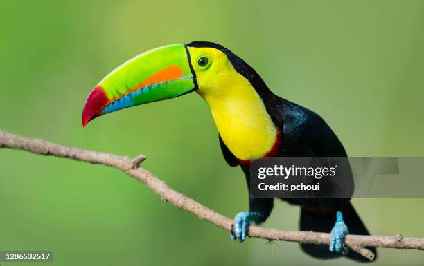 keel-billed toucan in the wild - beak stock pictures, royalty-free photos & images