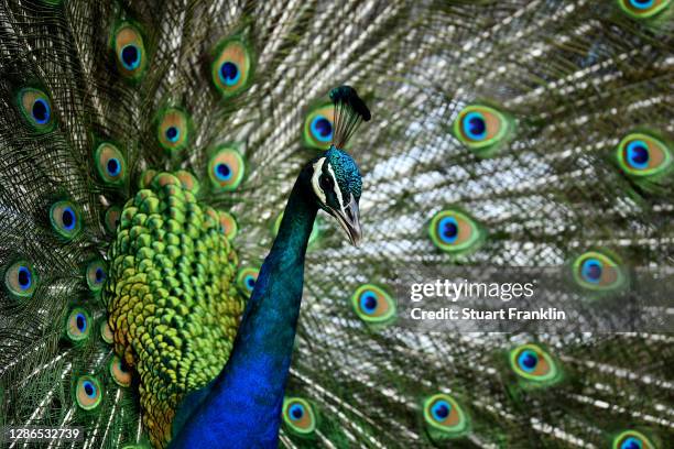 Peacock is pictured during Day One of the Joburg Open at Randpark Golf Club on November 19, 2020 in Johannesburg, South Africa.