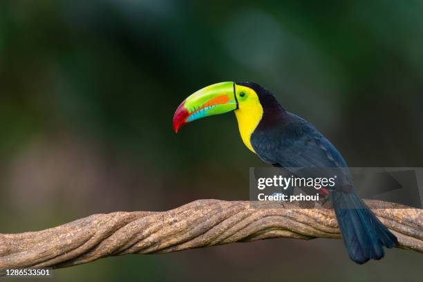 keel-billed toekan in het wild - jungle animal stockfoto's en -beelden