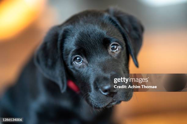 labrador retreiver - black lab stock pictures, royalty-free photos & images