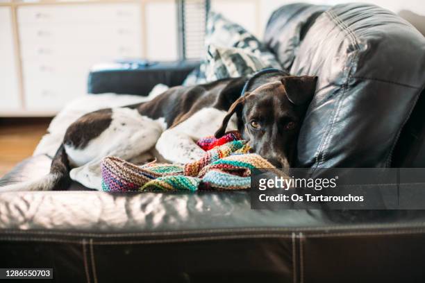 black and white dog sleeping on a black sofa with a colorful blanket - pointer dog - fotografias e filmes do acervo