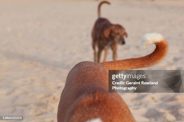 african beach dogs - banjul nature stock-fotos und bilder