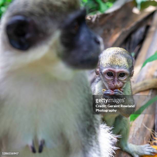 monkey love, west africa - banjul stock-fotos und bilder