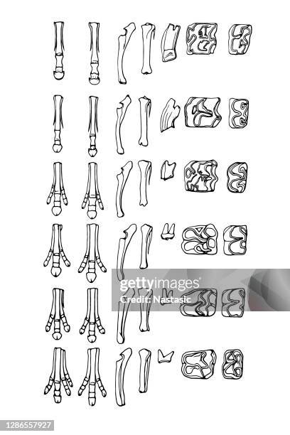 美國線馬， 前蹄， 欣德蹄， 前臂， 下腿， 上摩爾和下摩爾牙 - horse teeth 幅插畫檔、美工圖案、卡通及圖標