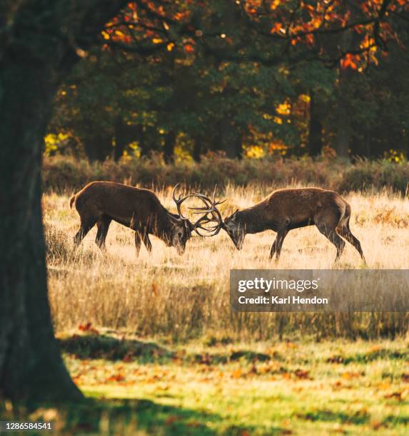 two deer fighting during the rut in a london park - stock photo - rutting stock-fotos und bilder