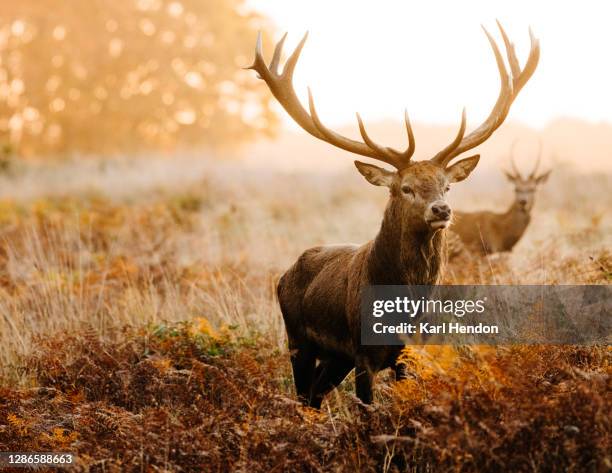 a stag in a london park - stock photo - rehkitz stock-fotos und bilder