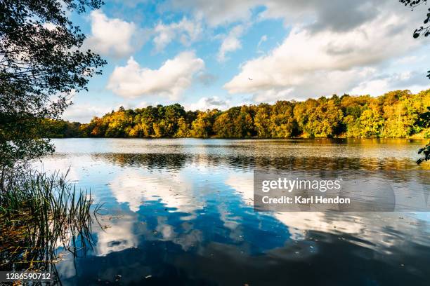 autumn sunset - english pond and trees, puttenham common lake - surrey engeland stockfoto's en -beelden