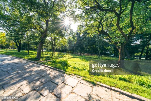 forest path - lush lawn stock pictures, royalty-free photos & images