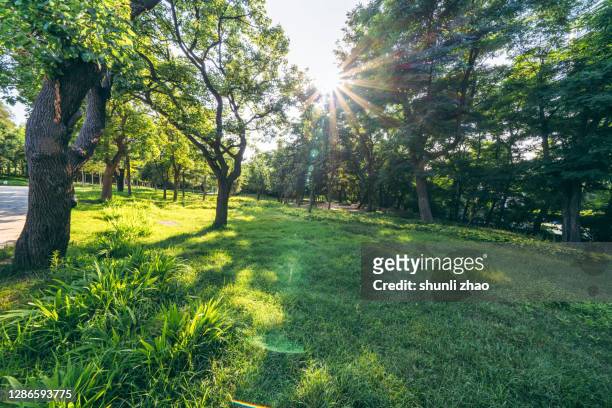 lawn and trees in the park - garden stock pictures, royalty-free photos & images