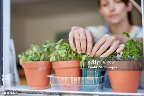 woman picking home-grown herbs growing on windowsill - window sill 個照片及圖片檔