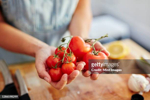 woman holding different sized organic tomatoes in kitchen - tomat bildbanksfoton och bilder