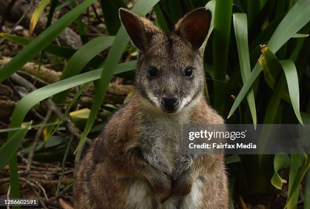 Private wildlife reserve in the Blue Mountains of NSW provides sanctuary to 180 critically-endangered parma wallabies, November 2, 2020. The...