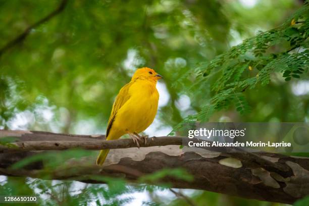 saffron finch (sicalis flaveola) yellow bird stands on a thick tree branch - bird on a tree stock-fotos und bilder