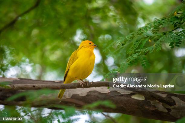 saffron finch (sicalis flaveola) yellow bird stands on a thick tree branch - yellow perch photos et images de collection