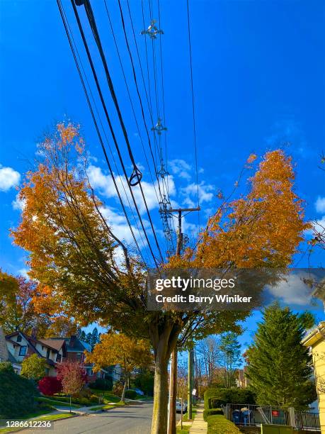 Power Line Tree Limbs Photos and Premium High Res Pictures - Getty Images