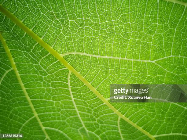 green leaf texture abstract background - bladnerf stockfoto's en -beelden