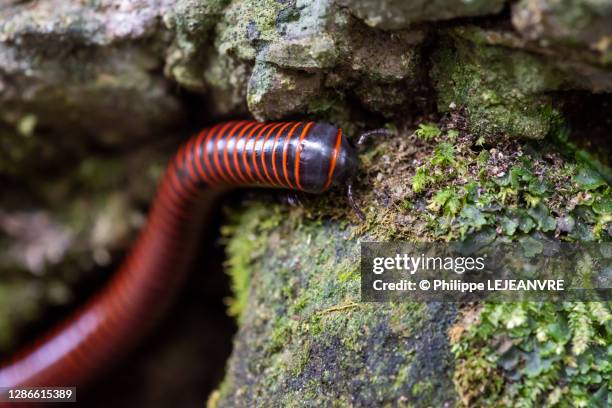 diplopoda millipede on a rock - worm stock pictures, royalty-free photos & images
