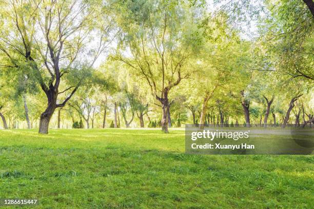 trees in the park - giardino pubblico giardino foto e immagini stock