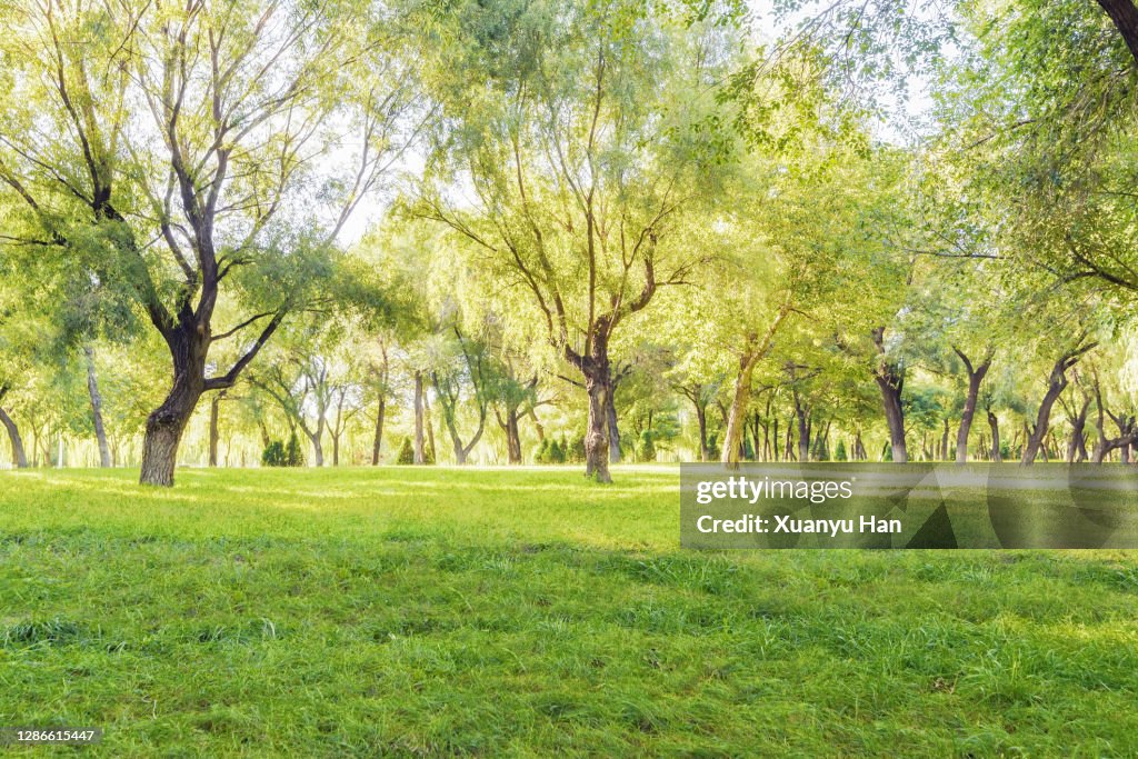 Trees in the park