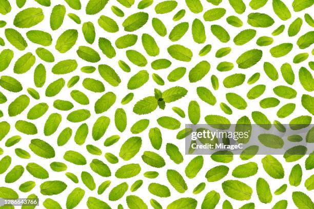 spearmint leaf and bud back lit pattern - minze freisteller stock-fotos und bilder