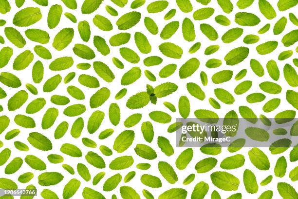 spearmint leaf and bud back lit pattern - mint stock pictures, royalty-free photos & images