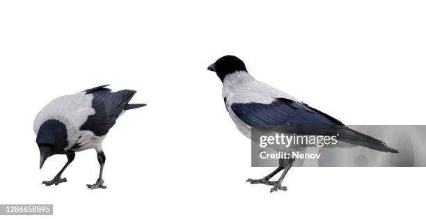 corvus cornix (hooded crow) isolated on white - corvo pássaro imagens e fotografias de stock