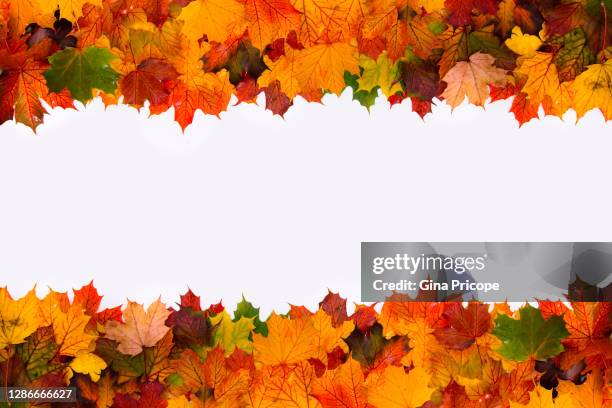 leaves frame - september background stock pictures, royalty-free photos & images