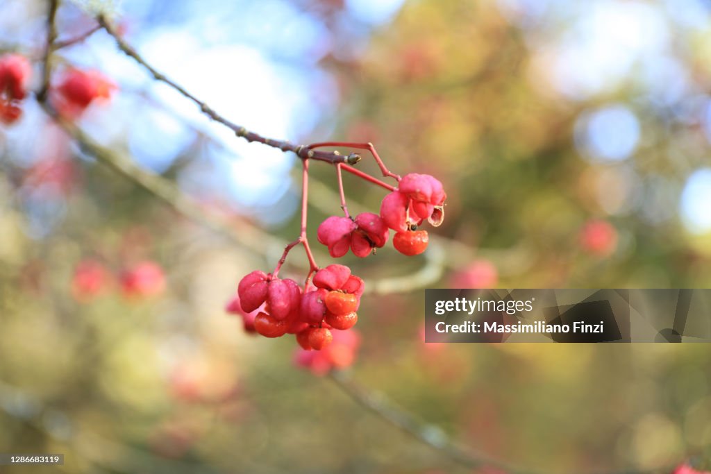 Close-up of Red berry of Euonymus latifolius or Broadleaf spindle. Family of Celastraceae