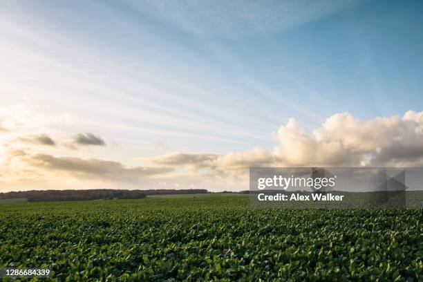 sunbeams break through clouds onto green field - open field stock pictures, royalty-free photos & images