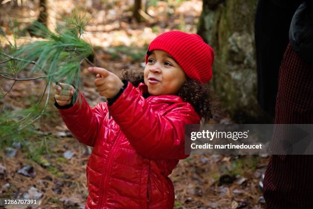 mixed-race kleine mädchen abholen tannenzweig im wald für diy-projekt. - kinder wald herbst äste natürlich stock-fotos und bilder