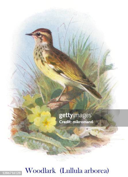 old engraved illustration of ornithology - the woodlark or wood lark (lullula arborea) - lullula arborea stock pictures, royalty-free photos & images