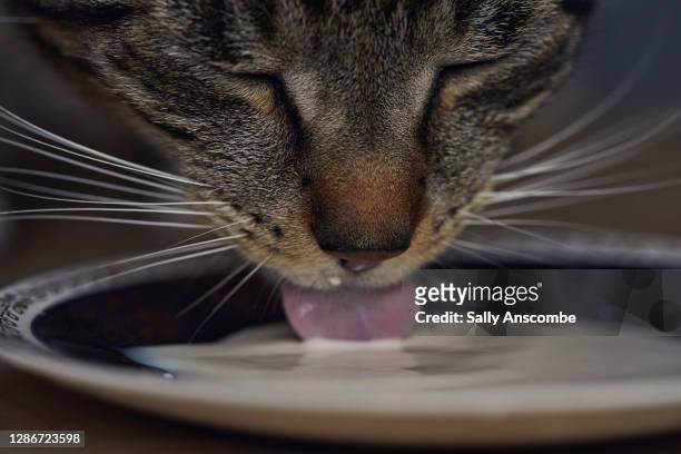 cat drinking from a saucer - cat drinking stock-fotos und bilder