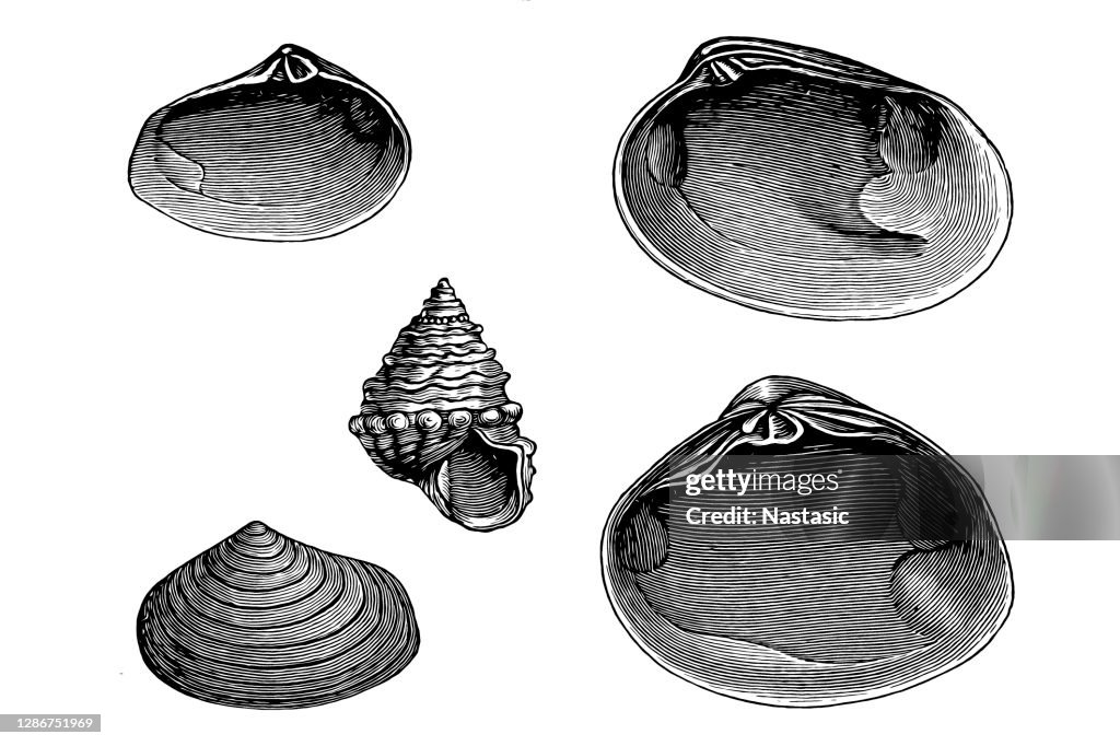 Sarmatian conchylia